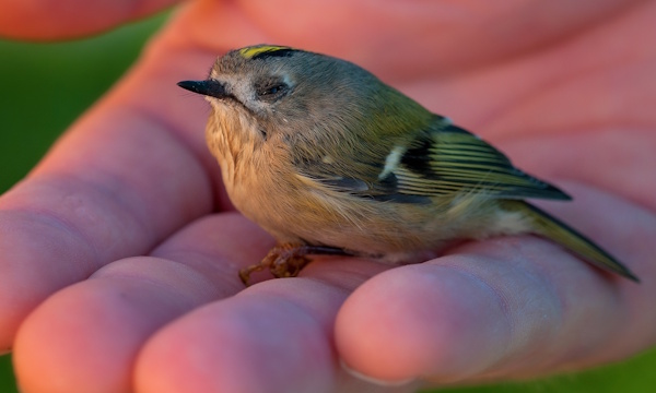 Wintergoldhähnchen (Regulus regulus)